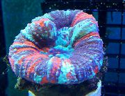 motley Tönn Coral, Hnappur Coral (Scolymia) mynd