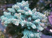 Birdsnest Coral albastru deschis