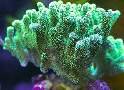 zielony Birdsnest Koralowa (Seriatopora) zdjęcie