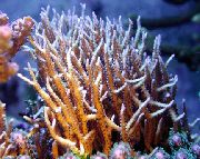 kollane Birdsnest Korall (Seriatopora) foto