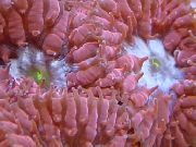rdeča Ananas Coral (Blastomussa) fotografija
