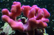 ピンク 指サンゴ (Stylophora) フォト