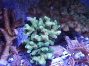 hellblau Finger Korallen (Stylophora) foto