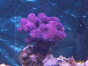 purpurne Sõrme Korall (Stylophora) foto