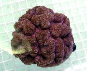 rudas Symphyllia Koralų  nuotrauka
