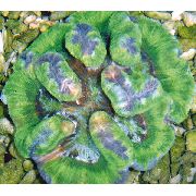 grün Symphyllia Korallen  foto
