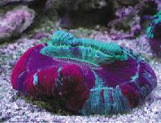 pestriț Deschis Coral Creier (Trachyphyllia geoffroyi) fotografie