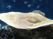 gelb Cup Korallen (Korallen Pagode) (Turbinaria) foto