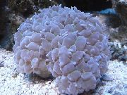 lyseblå Perle Koral (Physogyra) foto