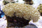 galben Perla Coral (Physogyra) fotografie