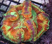 ჭრელი ტვინის გუმბათი Coral (Wellsophyllia) ფოტო