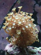 brązowy Alveopora Koralowa  zdjęcie
