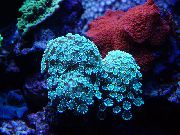 hellblau Alveopora Korallen  foto