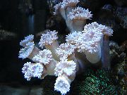 hvítur Duncan Coral (Duncanopsammia axifuga) mynd