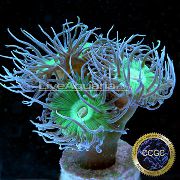 πράσινος Duncan Κοράλλια (Duncanopsammia axifuga) φωτογραφία