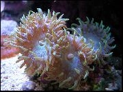 Coral Дункан қызғылт