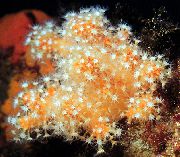 vermelho Cogumelo Colt (Dedos Do Mar) (Alcyonium) foto