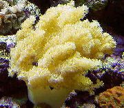 żółty Ogier Grzyby (Palce Morskie) (Alcyonium) zdjęcie
