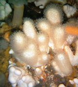 biela Žrebček Húb (Morské Prsty) (Alcyonium) fotografie