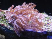 розе Waving-Hand Coral (Anthelia) фотографија