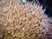 hnedý Mávanie Rúk Koralov (Anthelia) fotografie