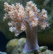 pembe Ağaç Yumuşak Mercan (Kenya Ağacı Mercan) (Capnella) fotoğraf