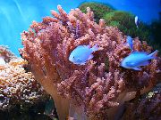 褐色 小马珊瑚 (Cladiella) 照片