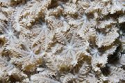 браон Star Polyp, Tube Coral (Clavularia) фотографија