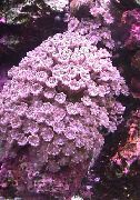 pink Sterne-Polypen, Korallen Rohr (Clavularia) foto