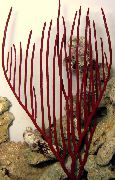 sarkans Gorgonian Soft Koraļļu (Ctenocella) foto