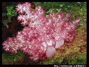 ვარდისფერი მიხაკი ხე Coral (Dendronephthya) ფოტო