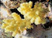 amarillo Clavel Árbol De Coral (Dendronephthya) foto