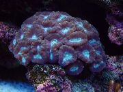 Antorcha De Coral (Candycane Coral, Trompeta De Coral) púrpura
