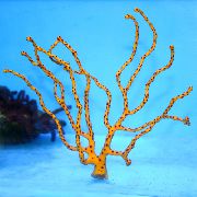 Finger Gorgonia (Prst Sea Fan) rumena