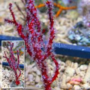 црвен Finger Gorgonia (Finger Sea Fan) (Diodogorgia nodulifera) фотографија