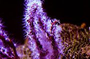 corcra Gorgonia Finger (Lucht Leanúna Farraige Finger) (Diodogorgia nodulifera) grianghraf