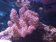 violet Coral Piele Deget (De Mână Coral Diavolului) (Lobophytum) fotografie