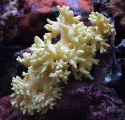 amarelo Coral De Couro Dedo (Mão Coral Do Diabo) (Lobophytum) foto