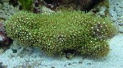 grænt Green Star Polyp (Pachyclavularia) mynd