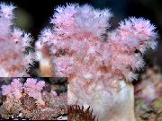 rosa Blomst Treet Korall (Brokkoli Koraller) (Scleronephthya) bilde