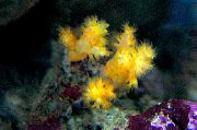 Kukka Puu Koralli (Parsakaali Koralli) keltainen