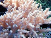 粉红色 Sinularia手指皮革珊瑚  照片
