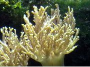 geltonas Sinularia Pirštų Odos Koralų  nuotrauka