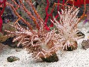 hnedý Vianočný Strom Koral (Medusa Koral) (Studeriotes) fotografie
