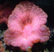 ružový Sova Oko Koral (Tlačidlo Koral) (Cynarina lacrymalis) fotografie