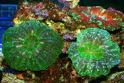 verde Búho Coral Ojo (Botón De Coral) (Cynarina lacrymalis) foto