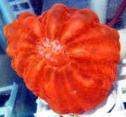 Sova Oko Koral (Gumb Coral) rdeča