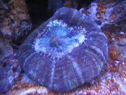 violetinė Pelėda Akių Koralų (Mygtuką Koralų) (Cynarina lacrymalis) nuotrauka