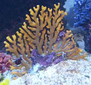 Spitzen-Stick Korallen braun