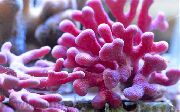 ružový Čipka Palicu Koralov (Distichopora) fotografie